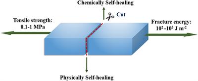 Rational Design of Self-Healing Tough Hydrogels: A Mini Review